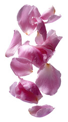 Cascading arrangement of soft pink rose petals against stark black backdrop
