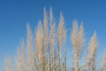 Cortaderia selloana is a species of flowering plant in the family Poaceae. pampas grass.  Kenneth Hahn State Recreation Area, Baldwin Hills Mountains of Los Angeles, California.