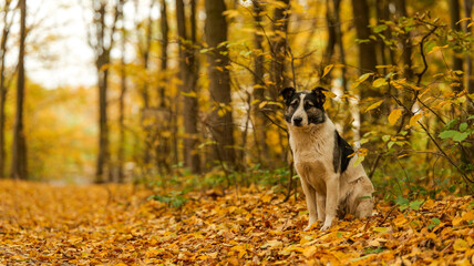Naklejka premium Dog in a vibrant autumn forest surrounded by fallen leaves