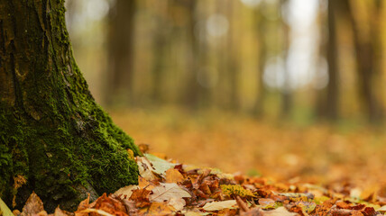 Autumn forest scene with mossy tree trunk and fallen leaves