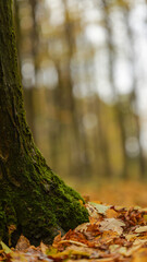 Autumn forest scene with mossy tree trunk and fallen leaves