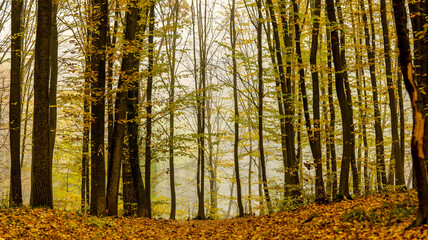 Autumn forest scene with a tree and a lake reflecting the fall colors