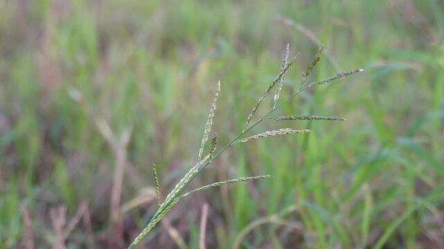 Eleusine indica also known Indian goosegrass, yard grass, or wiregrass with flowers heads