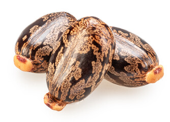 Bean-shaped, mottled, glossy castor oil seeds on white background. File contains clipping paths.