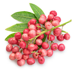 Fresh pink peppercorns on branch with green leaves isolated on white background. File contains clipping paths.