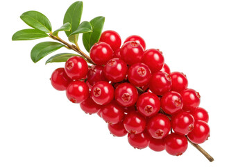 Isolated cluster of fresh ripe red lingonberries on a stem, shiny and eye-catching