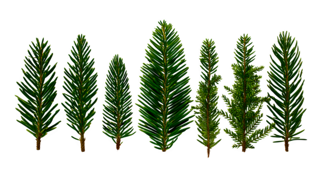 Conifer Needle Variations, isolated on transparent background