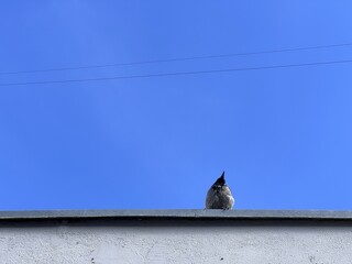 Bird in the rooftop with a blue sky