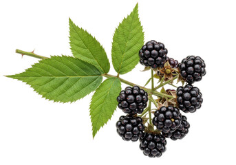 Isolated Blackberries with Green Leaves and Stem on a Branch for Food Photography