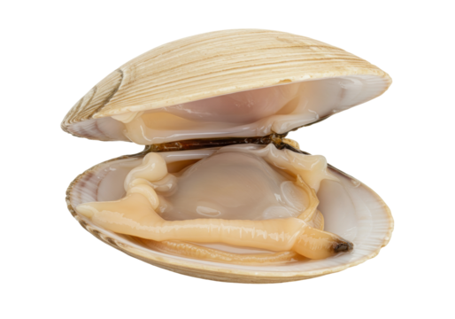 Isolated opened clam showing the internal organs, a fresh raw sea food delicatessen meal