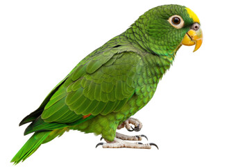 Isolated yellow-crowned amazon parrot portrait, exotic green bird with colorful feathers, fauna