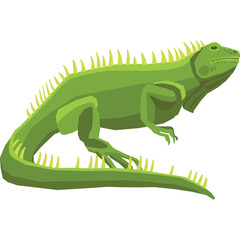 Green Iguana Reptile With Yellow Spikes On Its Back And Tail In Profile View Against A White Background