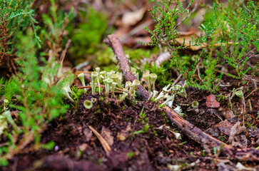 Tiny cup lichens growing on forest floor covered with moss and twigs. Macro view of cladonia lichens among moss, calm forest atmosphere, natural texture, earthy tones, botanical study concept, 