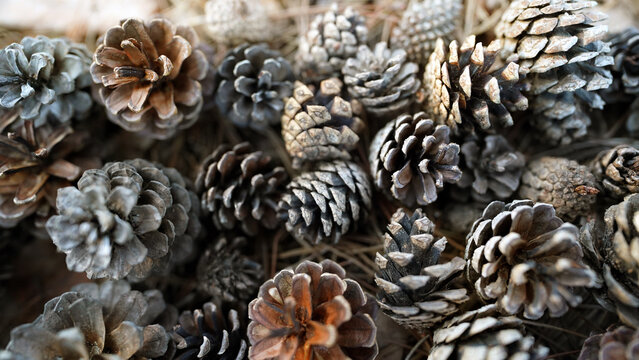 Abundant autumn pine cones scattered on the forest floor, showcasing natural seasonal beauty - Powered by Adobe
