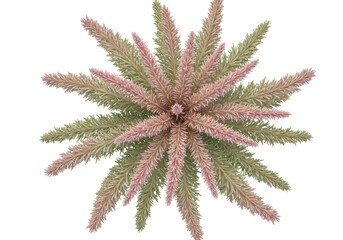 Isolated evergreen branch or shrub cutting, soft pink and green color scheme, no background