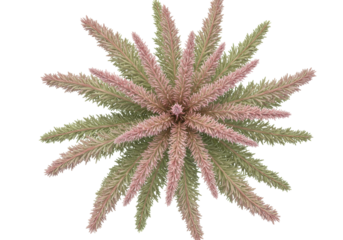 Isolated evergreen branch or shrub cutting, soft pink and green color scheme, no background