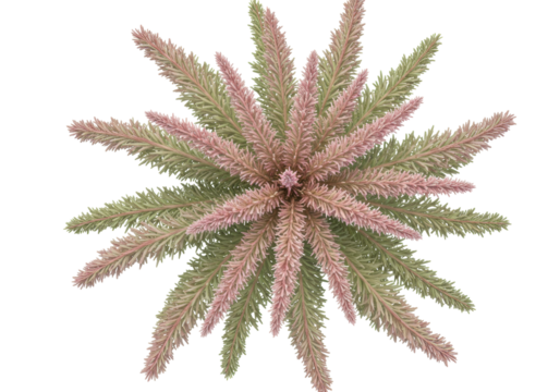 Isolated evergreen branch or shrub cutting, soft pink and green color scheme, no background