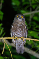 The brown boobook (Ninox scutulata), also known as the brown hawk-owl, is an owl which is a resident breeder in south Asia from India, Sri Lanka, Bhutan, Bangladesh and Nepal