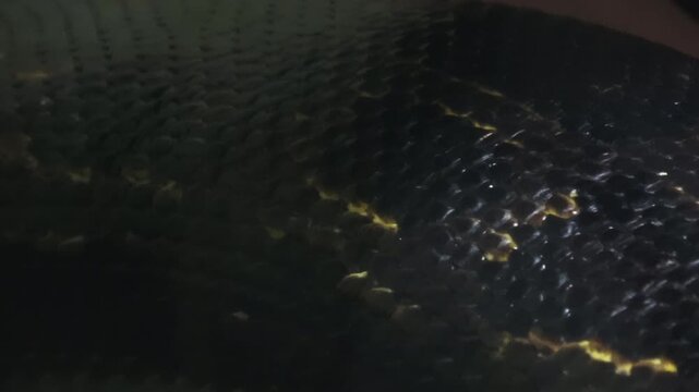 Closeup shot of the living Burmese python skin. Beautiful texture. 4K