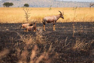Topi Antelope on Recently Burned Savannah Ground