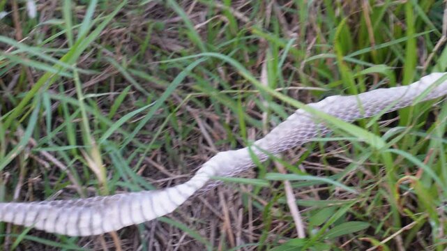 shed snake skin, also known as a slough or exuvia, lying in the grass