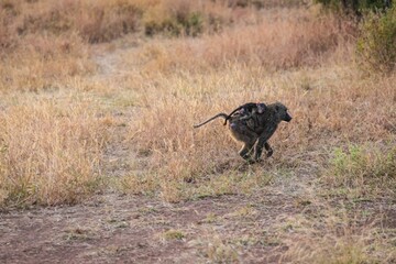 Baboon Mother Carrying Baby in Savannah Grass