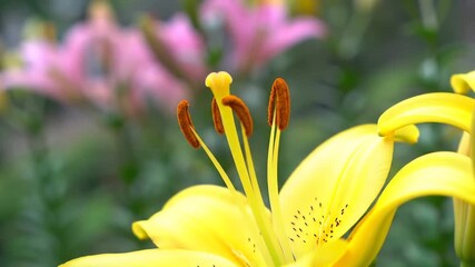 Closeup of a vibrant yellow lily flower with prominent stamens and pistil showcasing its intricate details and delicate petals in a lush garden setting with blurred pink flowers in the background hig.