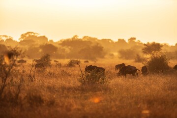 Obraz premium Wildebeest Herd Moving Through Golden Savannah at Sunrise, Serengeti, Tanzania