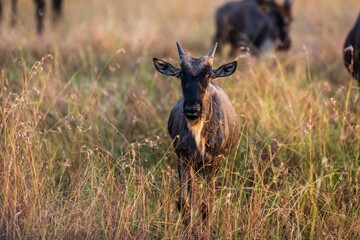 Blue Wildebeest Staring Directly in Tall Golden Grass