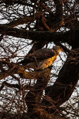 Tawny Eagle Perched in Tree at Sunset