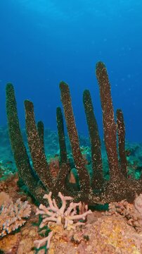 Vertical footage, Camera approaching the Erect Sponge on coral reef on the deep at sunset, Slow motion of Erect Rope Sponge, Hyrtios erectus on corals seabed