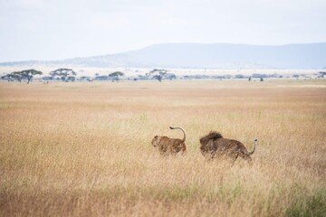 Fototapeta premium Lion Pair Strolling Together Across the Golden Savannah Plains, Serengeti, Tanzania