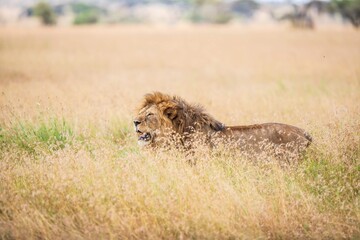 Male Lion in Tall African Grass, Serengeti, Tanzania