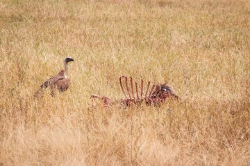Vulture Near Carcass in Dry African Grass