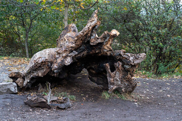 Fallen Tree Stump: Evidence of Nature's Cycle in Autumn Forest