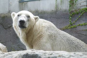 Captive polar bear (Ursus maritimus)