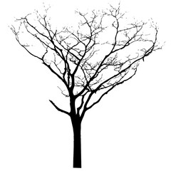 Barren Tree Silhouette: A stark and elegant silhouette of a bare tree, its intricate branches reaching skyward against a minimalist backdrop.