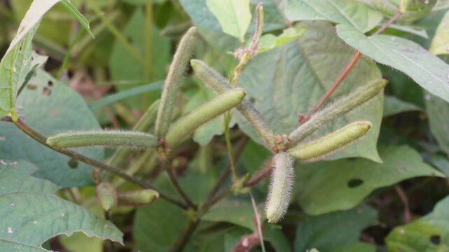 black gram or Vigna mungo plants
