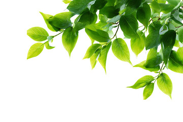 Fresh green leaves border frame isolated on transparent background decoration