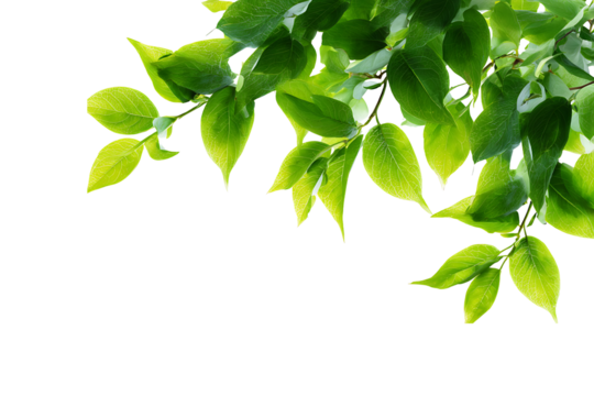 Fresh green leaves border frame isolated on transparent background decoration