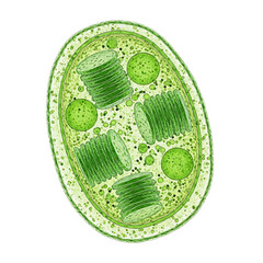 Detailed illustration of a plastid chloroplast, the cell organelle responsible for photosynthesis