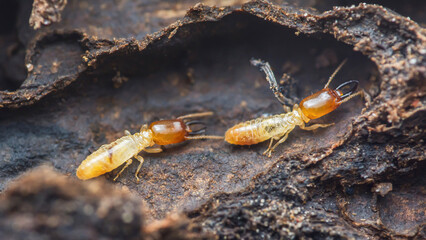 Termites soldier and worker inspecting wooden nest