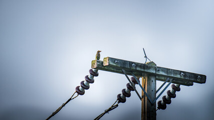 Bird perching on electric power utility pole