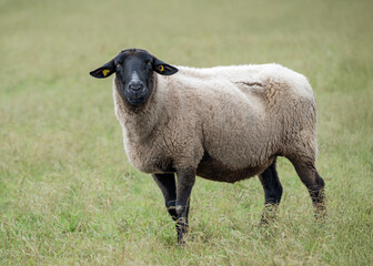 Sheep grazing peacefully in a lush green field during a sunny afternoon in rural countryside