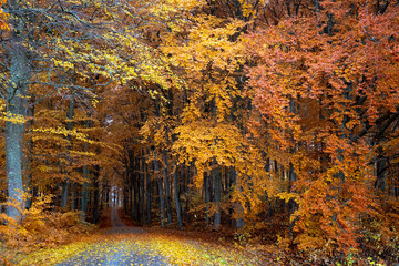 Sceniv view of a beech wood landscape in autumn.