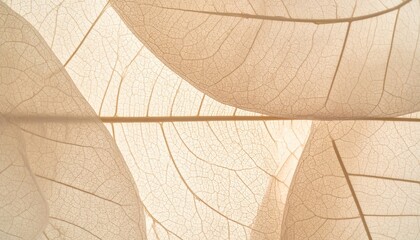 Translucent leaves show intricate veins, light background