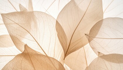 Translucent leaf skeletons overlapping, soft light