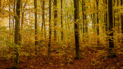 Sceniv view of a beech wood landscape in autumn.