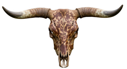 Fototapeta premium Longhorn cattle skull with patterned brown and tan markings and curved horns isolated on a transparent background