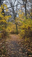 Obraz premium Forest path covered with wet fallen leaves surrounded by yellow autumn trees. The image conveys calmness, solitude and the beauty of seasonal change